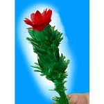 Blooming Blossom